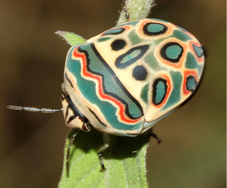 This is a funky bug