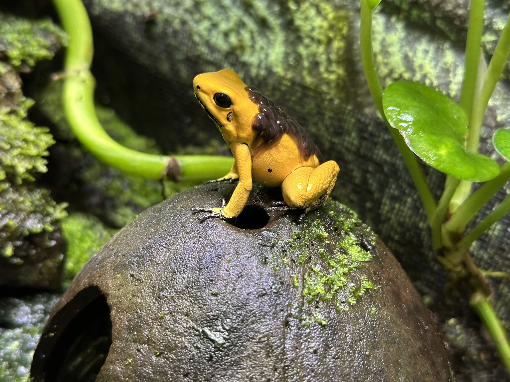 "this is a male of Phyllobates terribilis carrying its offsprings"