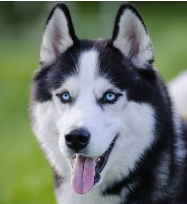 Cute husky