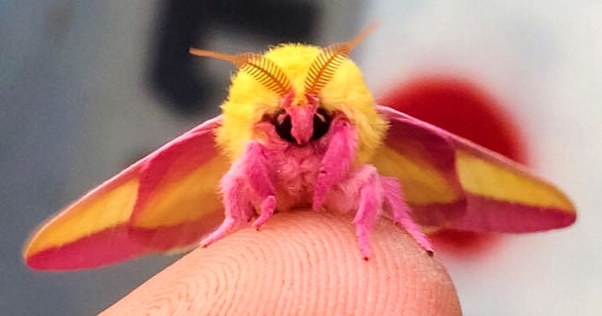A pretty bug
