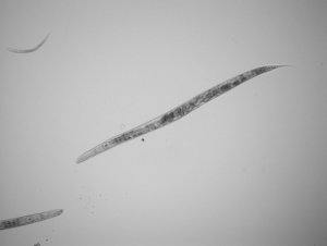 A worm among bugs