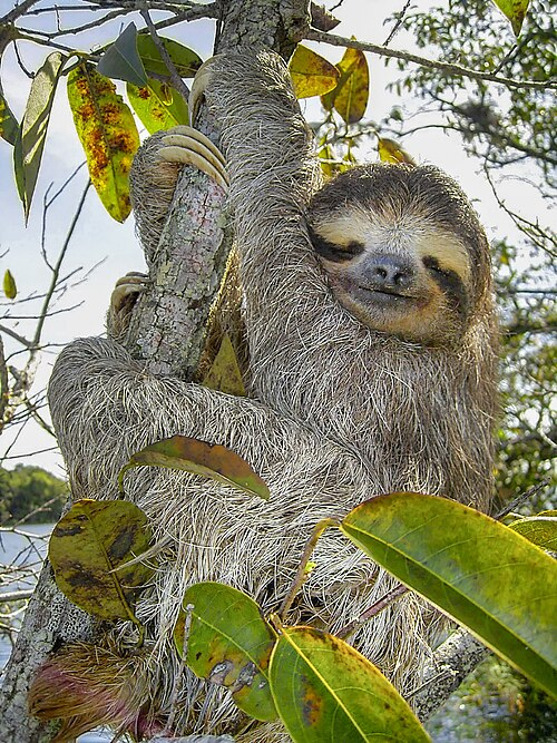 A three-toed sloth.